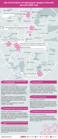Где посмотреть на цветущую сакуру в Москве весной 2026