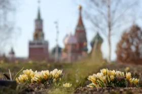 И подснежники, и прострелы. Где в Москве уже можно любоваться первоцветами
