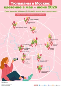 Тюльпаны в Москве: цветение в мае – июне 2026. Инфографика