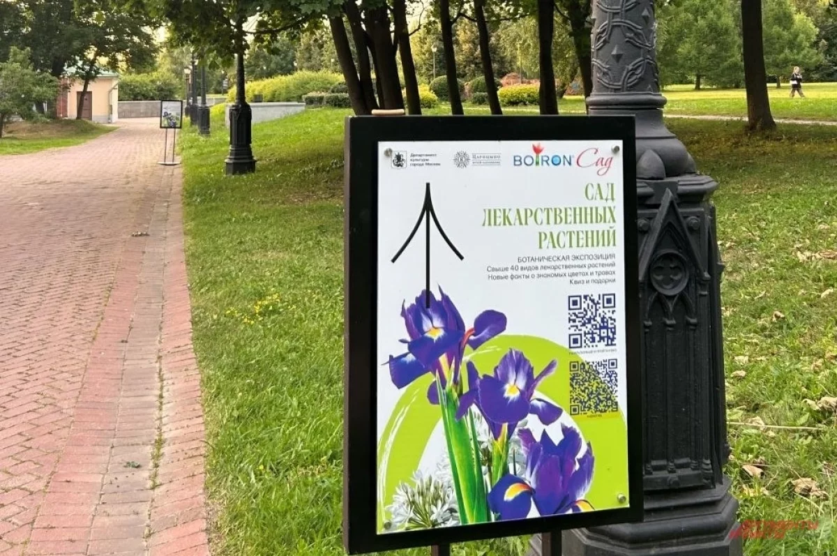 Read more about the article Зеленая аптека. Отправляемся в «Сад лекарственных растений» в Царицыно